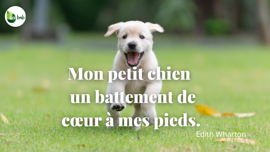 Un chiot Labrador blanc heureux courant sur l’herbe verte avec la citation d’Edith Wharton : « Mon petit chien — un battement de cœur à mes pieds. »