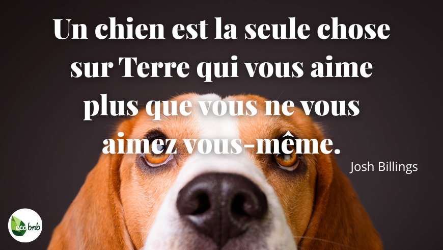 Gros plan d’un chien Beagle regardant vers le haut avec la citation de Josh Billings : « Un chien est la seule chose sur terre qui vous aime plus qu’il ne s’aime lui-même ».