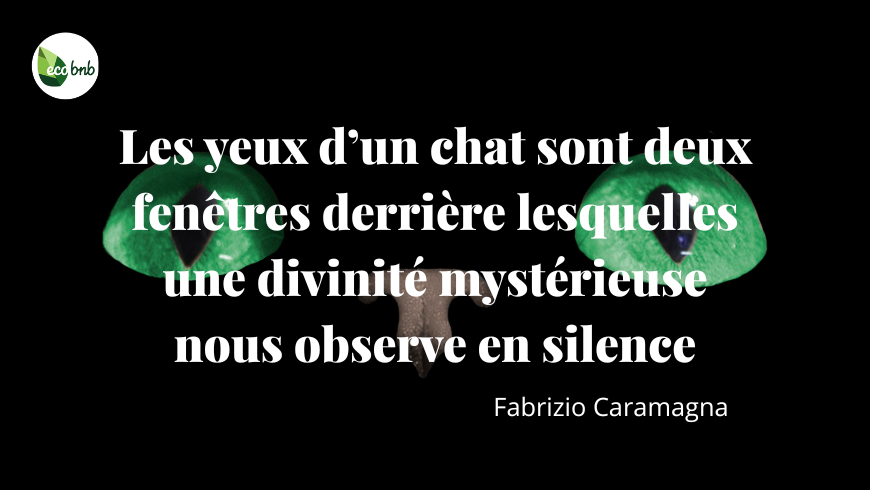 Gros plan d’yeux de chat verts brillants dans l’obscurité avec la citation de Fabrizio Caramagna : « Les yeux d’un chat sont deux fenêtres derrière lesquelles une divinité mystérieuse nous observe en silence. »