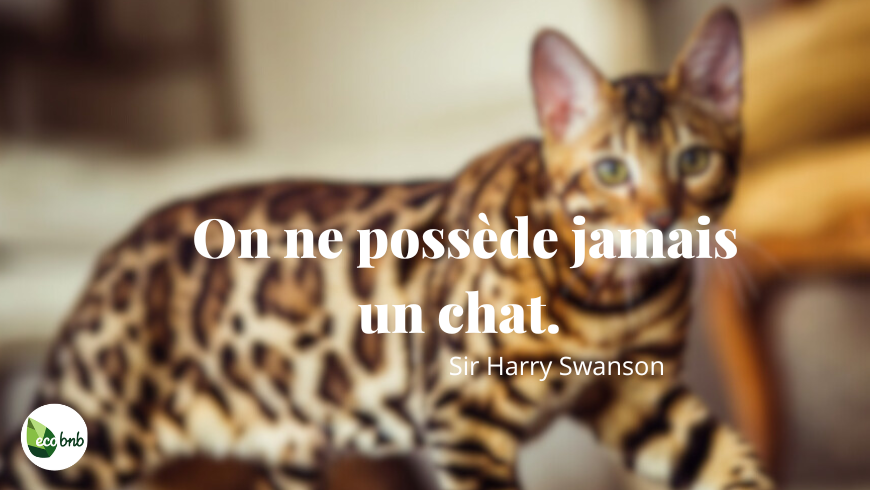 Gros plan d’un chat tacheté (race Bengal) avec la citation de Sir Harry Swanson : « On ne peut pas posséder un chat ».